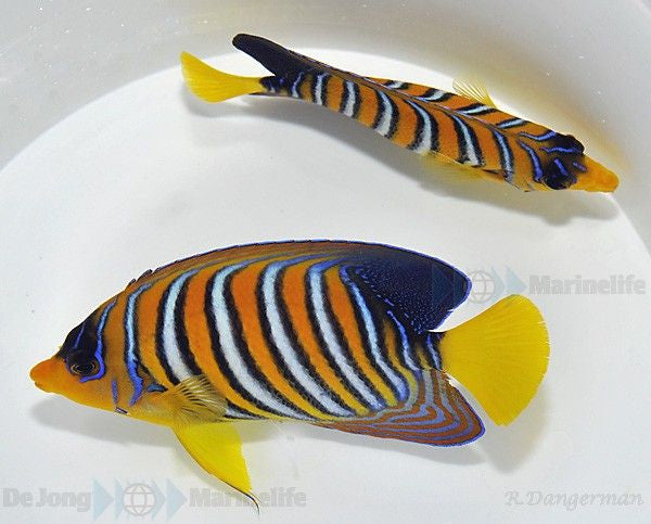 Pygoplites diacanthus (Red Sea) - Regal angelfish