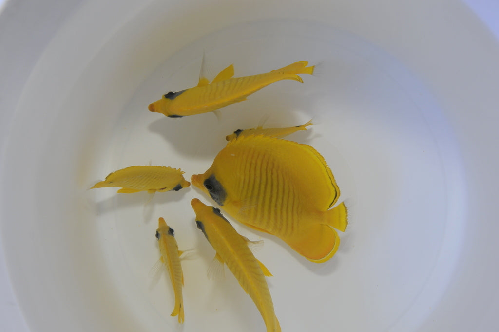 Chaetodon semilarvatus - Bluecheek butterflyfish