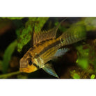 Apistogramma Juruensis