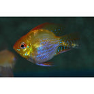 Mikrogeophagus Ramirezi Gold Balloon / Antennebaarsje Goud Ballon