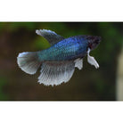 Betta Splendens Dumbo Ear Fe / Kempvis Dumbo Ear