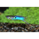 Poecilia Wingei Japan Blue Male M