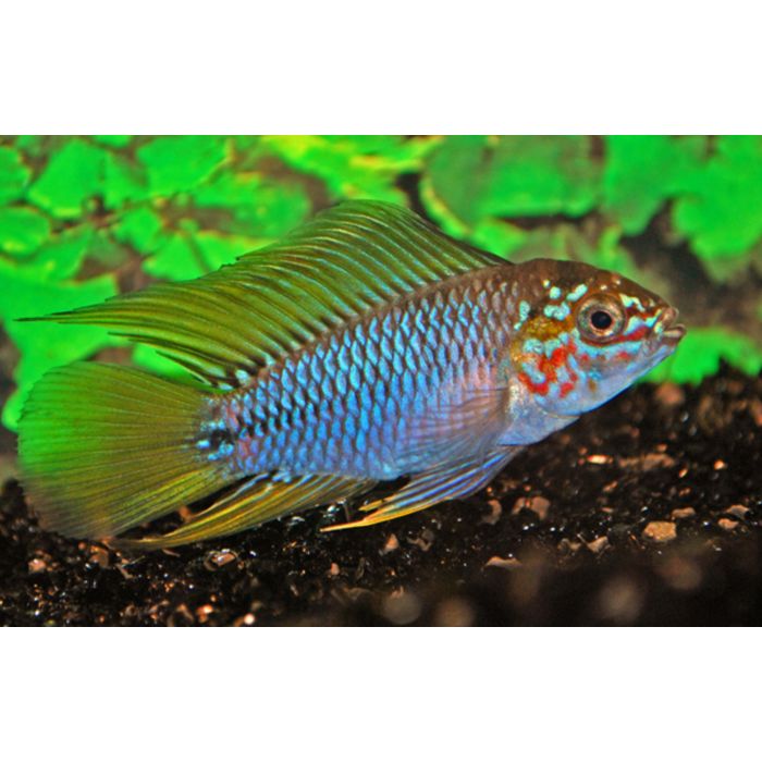 Apistogramma Sp. Opal Select / Dwergcichlide Opal