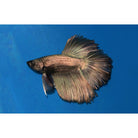 Betta Spendens halfmoon Copper Kempvis Halfmoon Copper