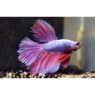 Betta Splendens Halfmoon Mixed colors