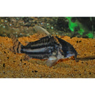 Corydoras Pulcher