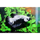 Betta Sp. Plakat Black Samurai Kempvis Plakat Zwart Samurai