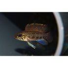 Apistogramma Lineata / Dwergcichlide Lineata