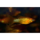 Poecilia Sphenops Gold Longfin / Molly Goud Sluier