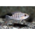 Benitochromis Batesii / Cichlide Batesii