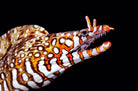 Enchelycore pardalis (Japan) - Japanese Dragon Moray