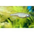 Danio Rerio Frankei Longfin / Luipaarddanio Sluier