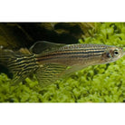 Brachydanio Rerio sluier Zebradanio Sluier