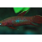 Betta Coccina M