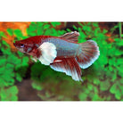 Betta Splendens Betta Dumbo Ear