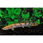 Polypterus Endlicheri Kwastvinsnoek