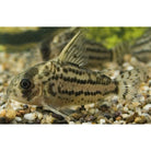 Corydoras Schwartzi / Pantsermeerval Schwartzi