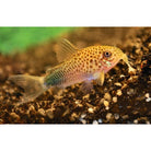 Corydoras Similis