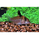 Corydoras Ambiacus / Pantsermeerval Ambiacus