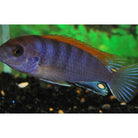 Labidochromis Sp. Hongi Super Redtop