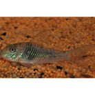 Corydoras Septentrionalis / Pantsermeerval Septentrionalis