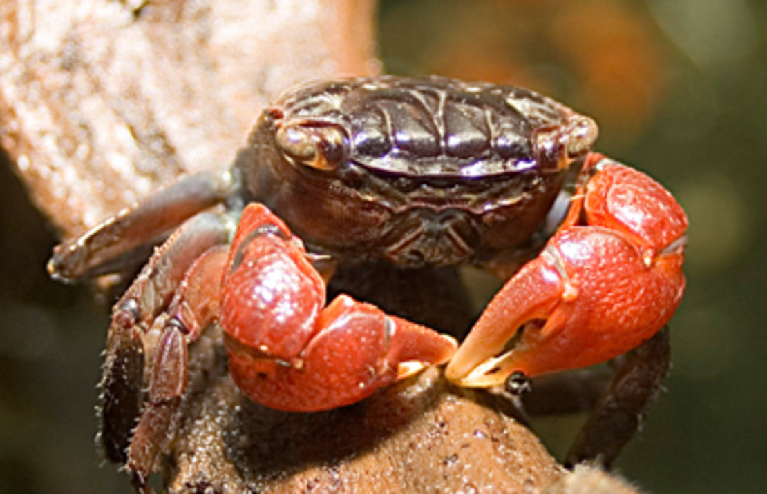 Perisesarma bidens - Rode Klauwkrab