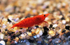 Neocaridina davidi Red Fire Garnaal