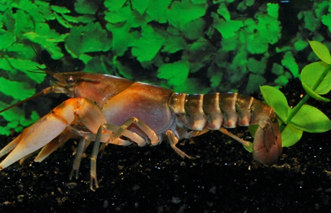 Cherax pecknyi - Zebrakreeft