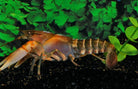 Cherax pecknyi - Zebrakreeft