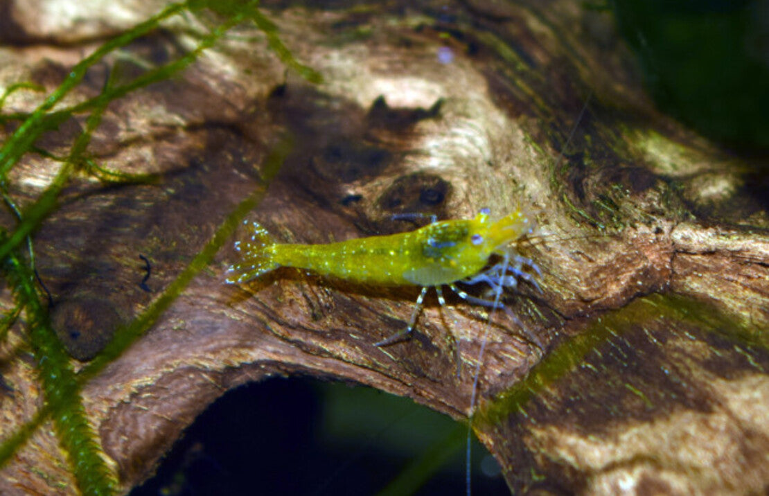 Caridina cantonensis - Gele King Kong Garnaal