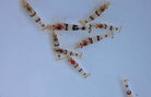 Caridina sp. - Racoon Tiger Garnaal