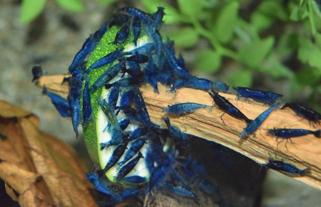 Neocaridina davidi - Blue Velvet Garnaal