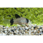 Corydoras Panda / Panda Pantsermeerva