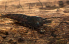 Neocaridina Davidi Black - Zwarte Garnaal