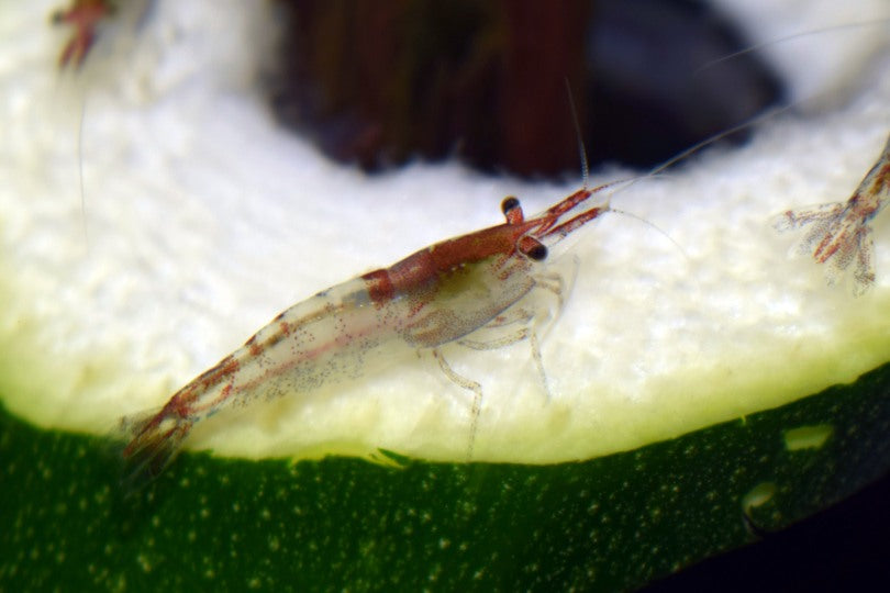 Neocaridina davidi wijnhorsti