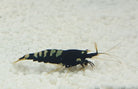 Caridina cantonensis Black Pinto Mixed