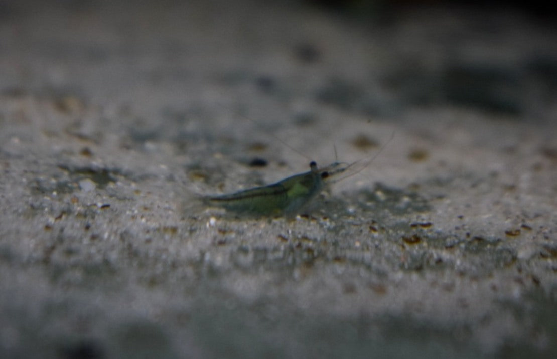 Neocaridina davidi Green Velvet