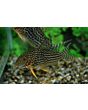 Corydoras Sterbai / Sterba's Pantsermeerval