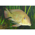 Geophagus Daemon / Paardekopcichlide Brazilie