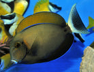 Acanthurus bariene