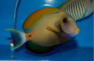 Acanthurus fowleri - Fowler Doktersvis