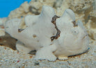 Antennarius sp. (White) - Voelsprietvis