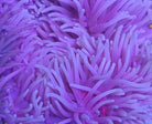 Heteractis crispa (Paars) - Sebae anemone (Paars)