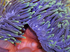 Heteractis magnifica - Ritteri anemone