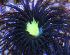 Pachycerianthus spp. (Green Center) - Cylinder anemone (Green Center)