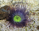 Pachycerianthus spp. (Paars) - Cylinder anemone (Paars)