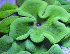 Stichodactyla spp. (Groen) - Carpet anemone (Groen)