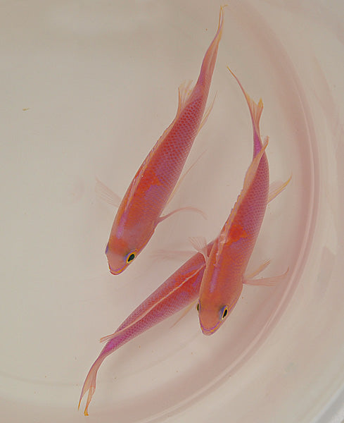 Pseudanthias lunulatus