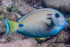 Acanthurus tennentii - Dubbelband Doktersvis