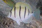 Acanthurus triostegus - Gebande Doktersvis